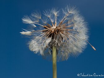 La flore Des fleurs, das arbres....