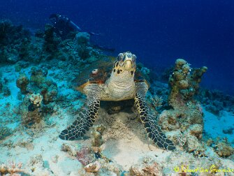 Mer Rouge Cet album reprend quelques clichés réalisés à l'occasion de 6 séjours plongée à Safaga et Hurghada